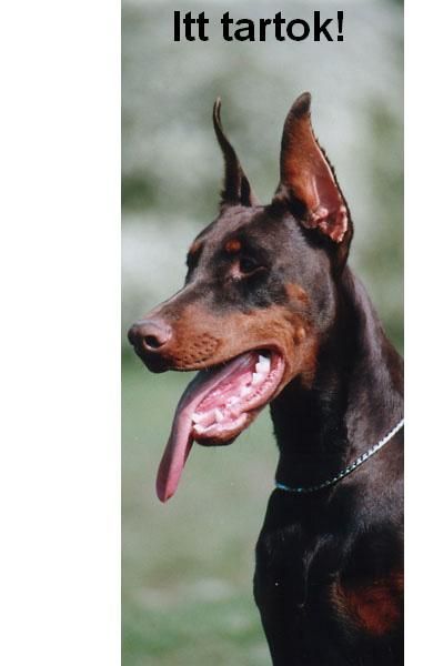 dobermanitttartok.jpg